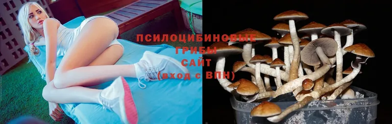 Галлюциногенные грибы Psilocybe  ссылка на мегу ссылка  Усть-Джегута 